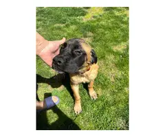 4 months old English Mastiff puppies for sale