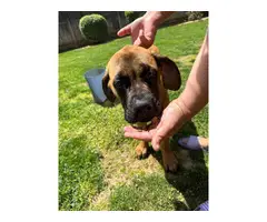 4 months old English Mastiff puppies for sale - 2