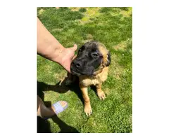 4 months old English Mastiff puppies for sale - 3
