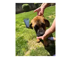 4 months old English Mastiff puppies for sale - 4