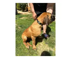 4 months old English Mastiff puppies for sale - 5