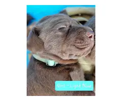 Purebred Chocolate Labrador puppies - 2
