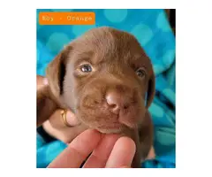 Purebred Chocolate Labrador puppies - 3