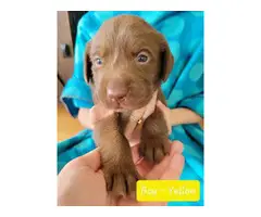 Purebred Chocolate Labrador puppies - 4