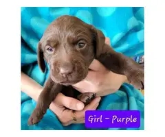 Purebred Chocolate Labrador puppies - 5