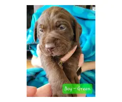 Purebred Chocolate Labrador puppies - 7