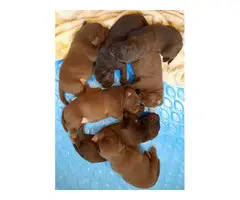 Purebred Chocolate Labrador puppies - 8