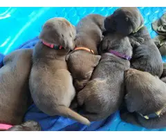 Purebred Chocolate Labrador puppies - 9