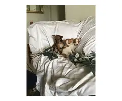 2 female and 1 male Chihuahua puppies - 2