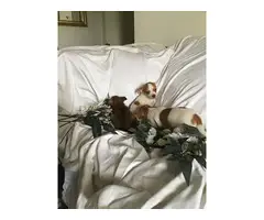 2 female and 1 male Chihuahua puppies - 4