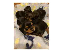 6 Yorkshire Terrier puppies for sale