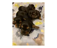 6 Yorkshire Terrier puppies for sale - 2