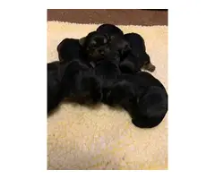 6 Yorkshire Terrier puppies for sale - 3