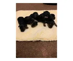 6 Yorkshire Terrier puppies for sale - 4