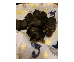 6 Yorkshire Terrier puppies for sale - 6