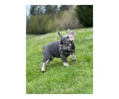 4 AKC French Bulldog puppies for sale - 4