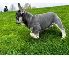 4 AKC French Bulldog puppies for sale - 5