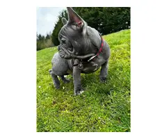 4 AKC French Bulldog puppies for sale - 8