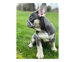 4 AKC French Bulldog puppies for sale - 9