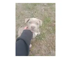 Three pit bull puppies for sale