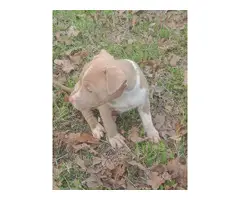 Three pit bull puppies for sale - 4