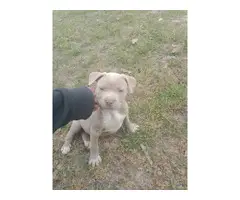 Three pit bull puppies for sale - 5
