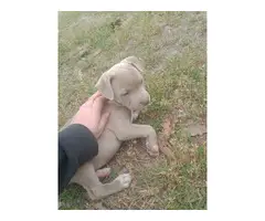 Three pit bull puppies for sale - 6