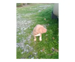 Three pit bull puppies for sale - 7