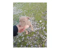 Three pit bull puppies for sale - 8