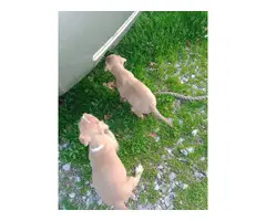Three pit bull puppies for sale - 9
