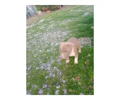 Three pit bull puppies for sale - 10