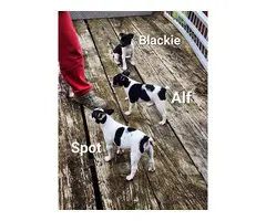 3 male Rat terrier puppies available - 4