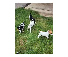 3 male Rat terrier puppies available - 5