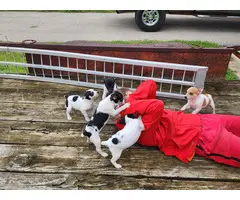 3 male Rat terrier puppies available - 6