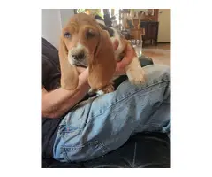 3 male Basset Hound puppies looking for homes - 2