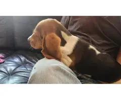 3 male Basset Hound puppies looking for homes - 3