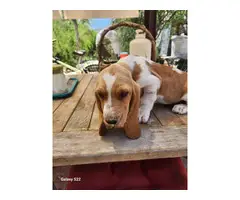 3 male Basset Hound puppies looking for homes - 4