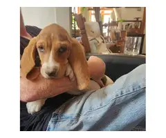 3 male Basset Hound puppies looking for homes - 5