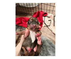 6 Adorable Chiweenie puppies for sale