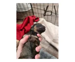 6 Adorable Chiweenie puppies for sale - 3