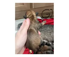 6 Adorable Chiweenie puppies for sale - 5