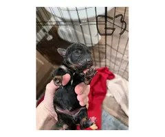 6 Adorable Chiweenie puppies for sale - 6