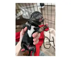 6 Adorable Chiweenie puppies for sale - 8