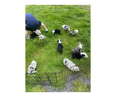 8 Australian Shepherd Puppies for Sale