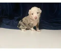 8 Australian Shepherd Puppies for Sale - 2