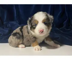 8 Australian Shepherd Puppies for Sale - 5