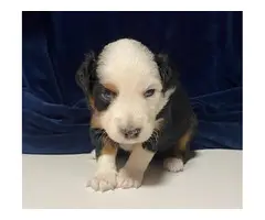 8 Australian Shepherd Puppies for Sale - 7