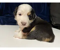 8 Australian Shepherd Puppies for Sale - 9