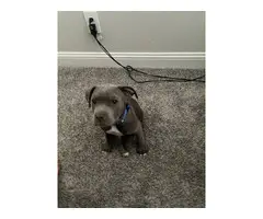 Sweet Pitbull puppy for sale - 3