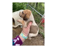 6 English Coonhound puppies for sale